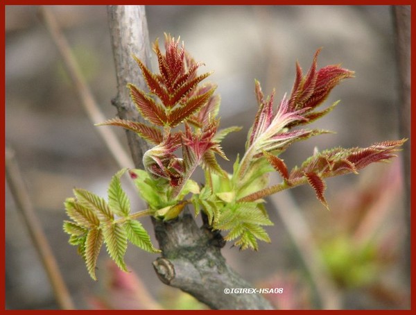 2008-spring time nature