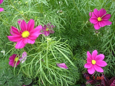 2008 red/pink floras series