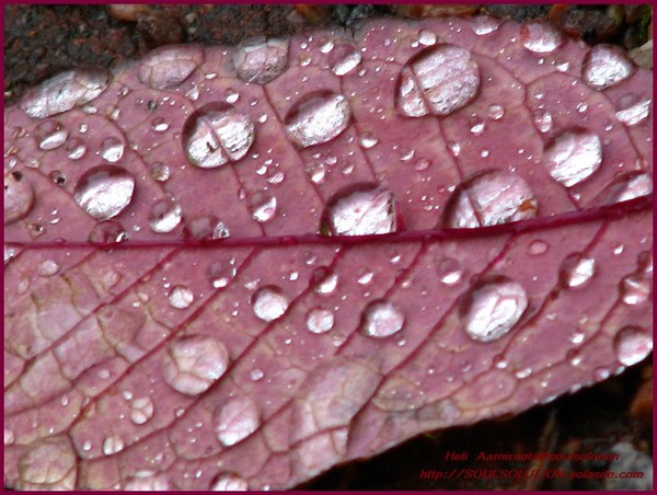 fall droplets-9 th of september 2009 Helsinki