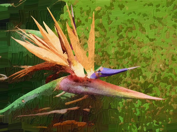 Bird of Paradise