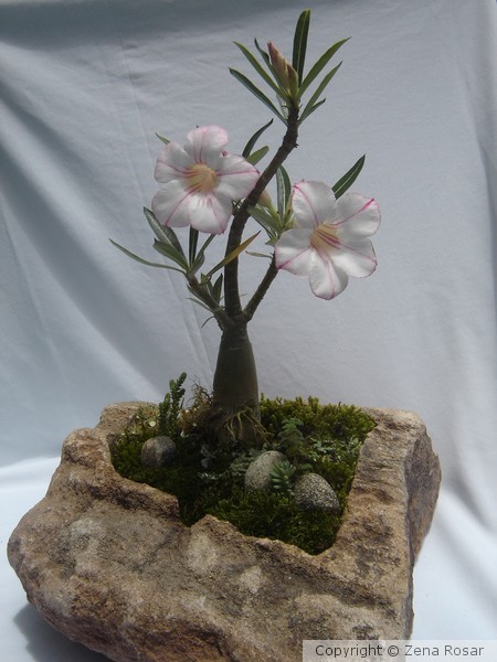ROSA DO DESERTO