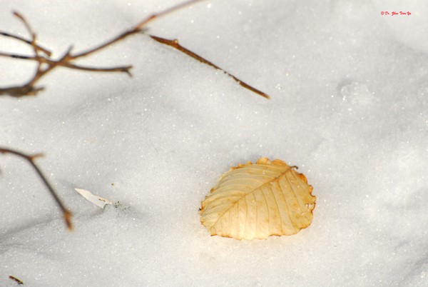 Lone Leaf