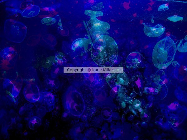 jellyfish 1