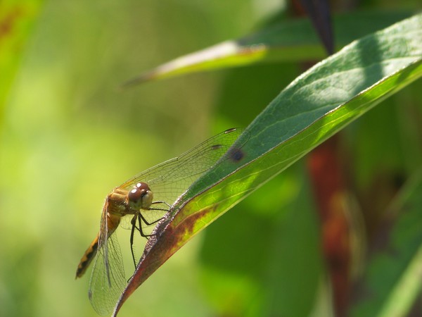 Dragonfly