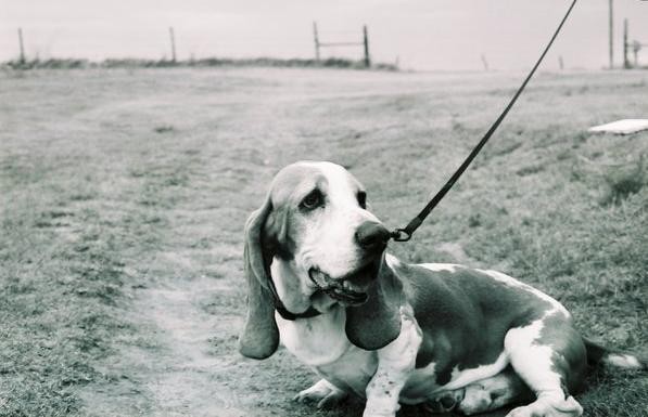 Gus the Dog