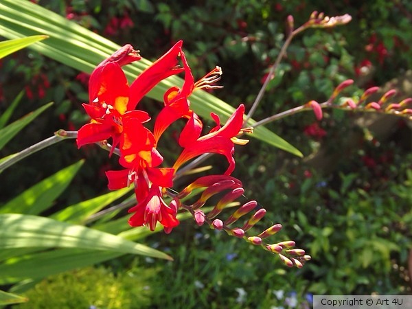 Crocusmia.2