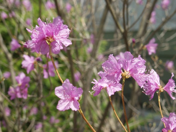 Pretty Pink Blossoms