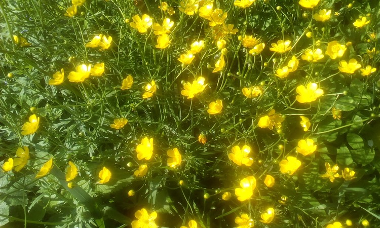 Cheerful little May flowers