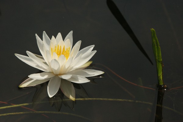 water lily