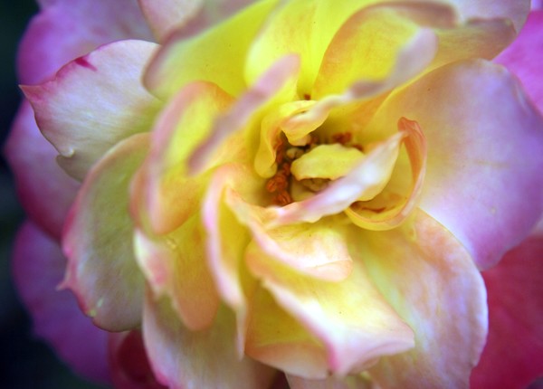 Mini Rose Macro