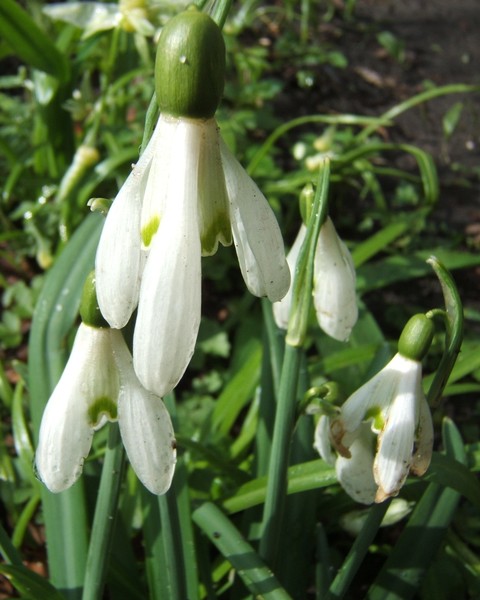 Snowdrop