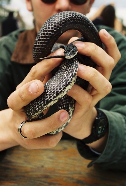 Snake Handler