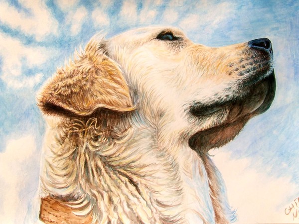 Golden Retriever
