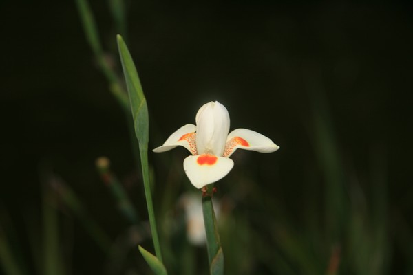 Tropical Floral Series #004