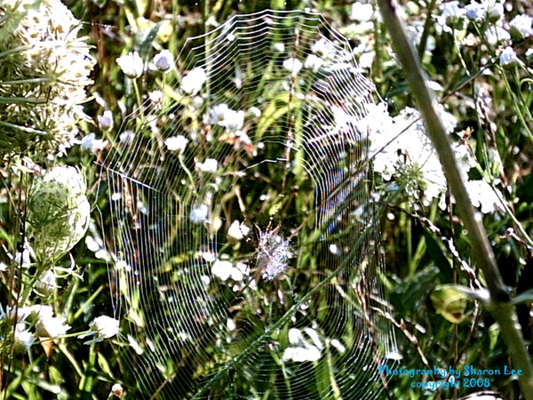 Busy Spider
