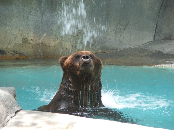 Bear