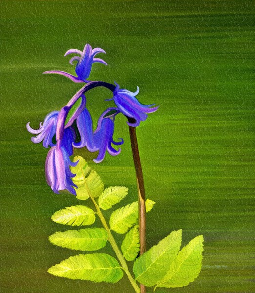 Blue Bells