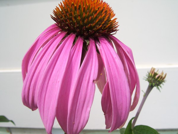 cornflower 2