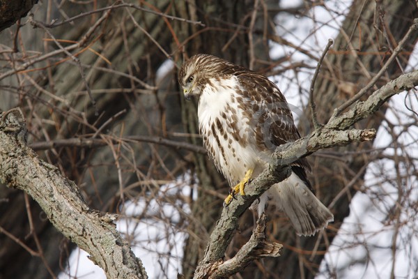 Juvenile Red Tail Hawk searching for Prey!