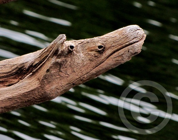 Driftwood Creature!