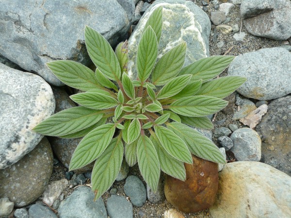 Oregon coast weed