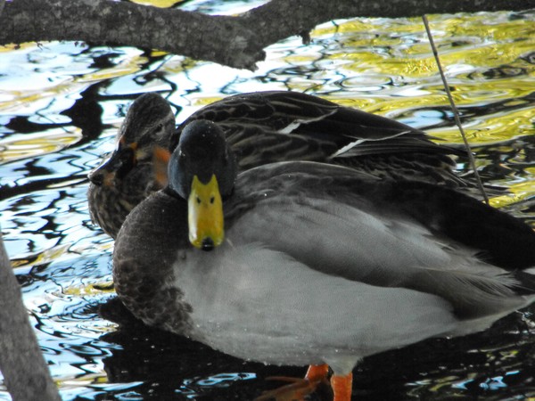mallard