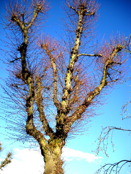 Tree before autumn