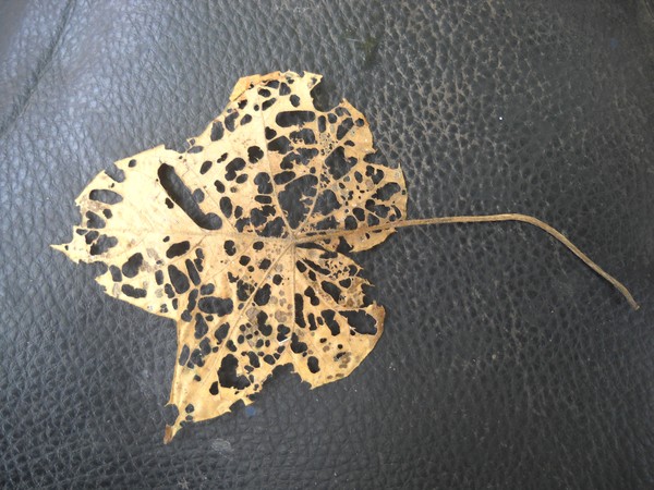 Outlived-Leaf