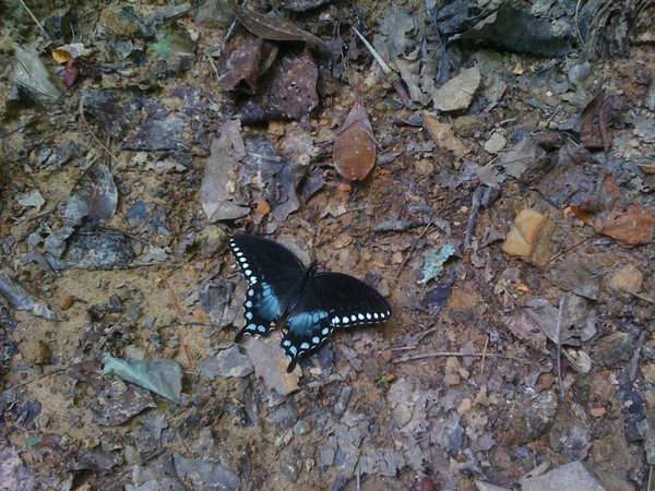 Butterfly at Amicola Falls..