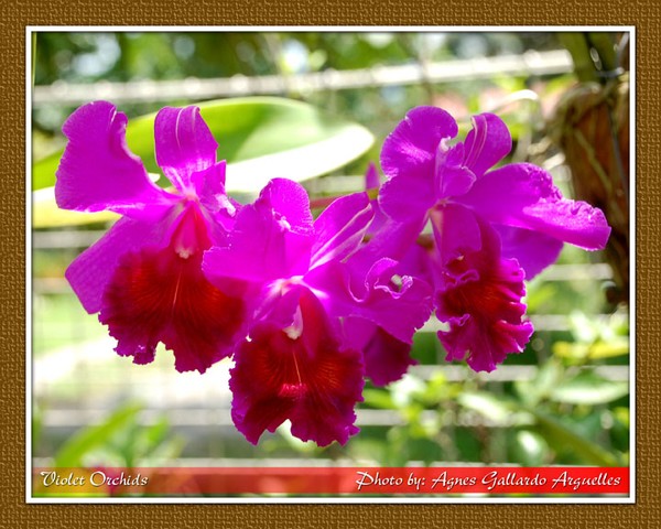 Violet Orchids