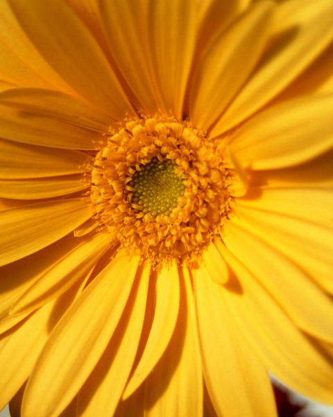 Gerbera daisy