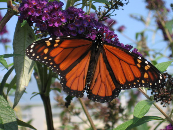 Monarch Butterfly