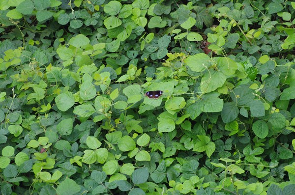  A BUTTERFLY ON GREEN
