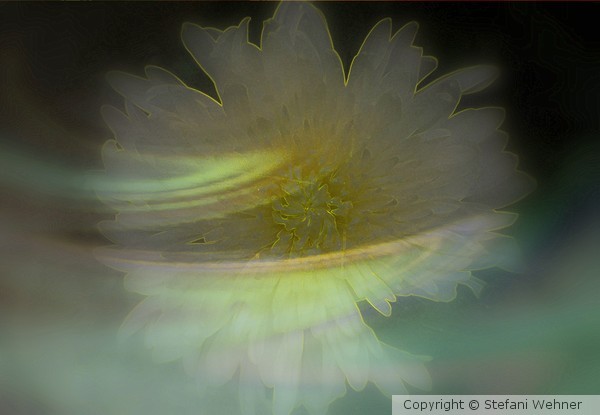 flower romance