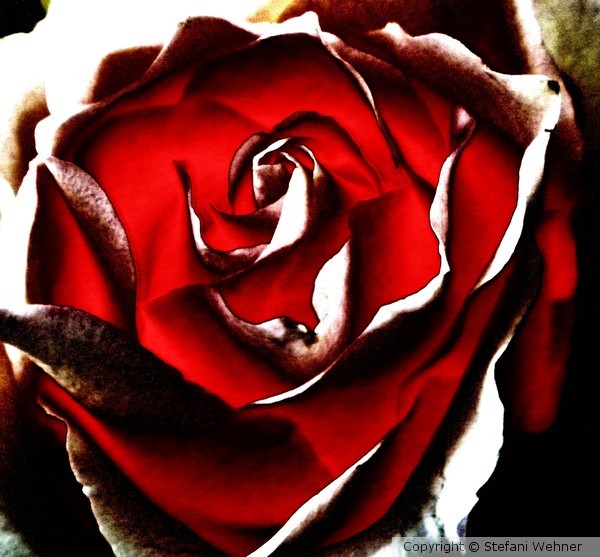 rose blood