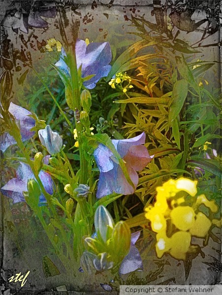 in the meadow