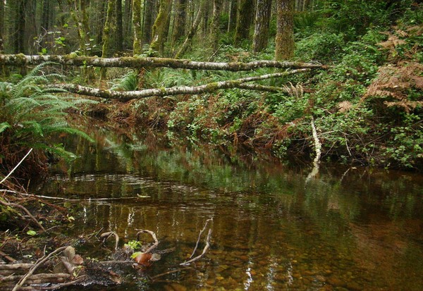 Creek
