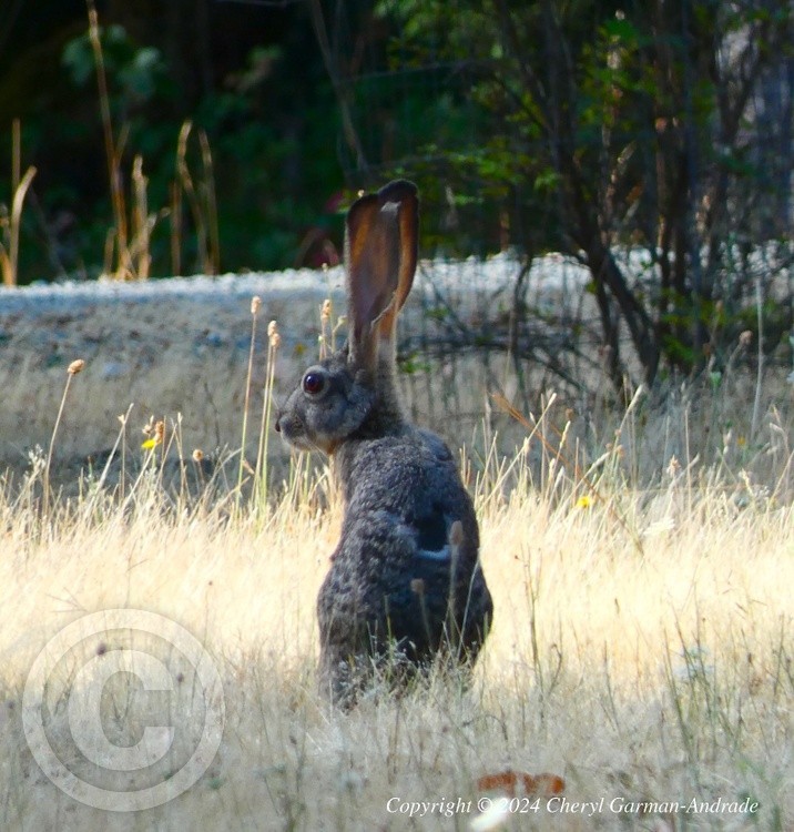 Jack Rabbit