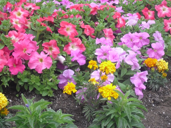 99 Flowers