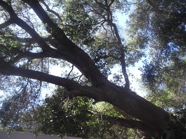 Alameda Tree