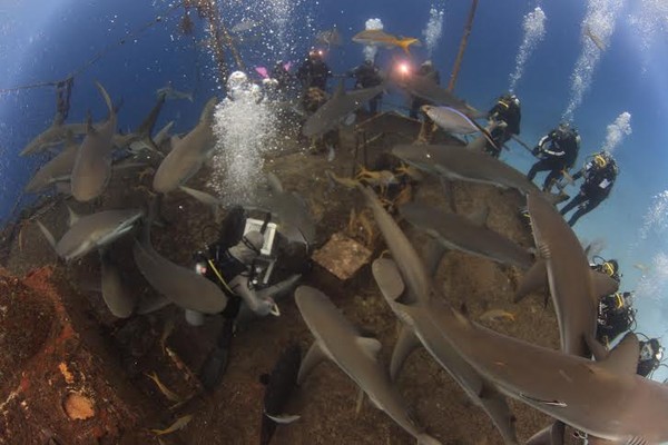 Shark Season