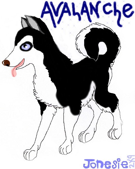 Avalanchhe the Siberian Husky.