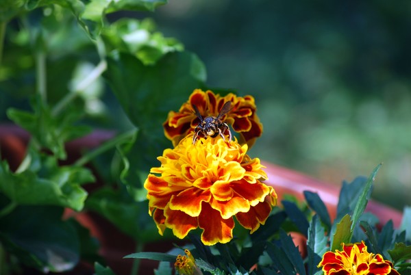 Nikon_06142009_3740