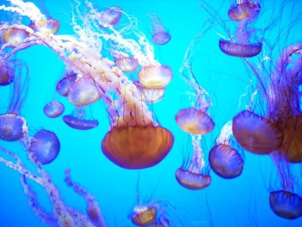 Monterey