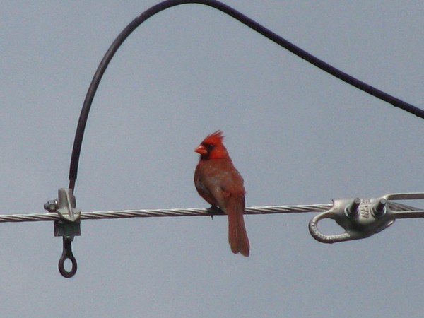 Cardinal