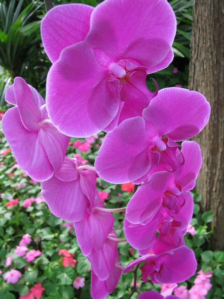 Orchid