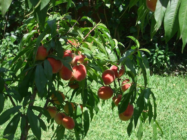 Peach Tree