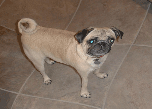 Dancing Dog