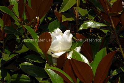 Light of the Flower