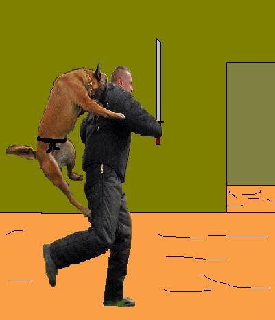 Master Malinois